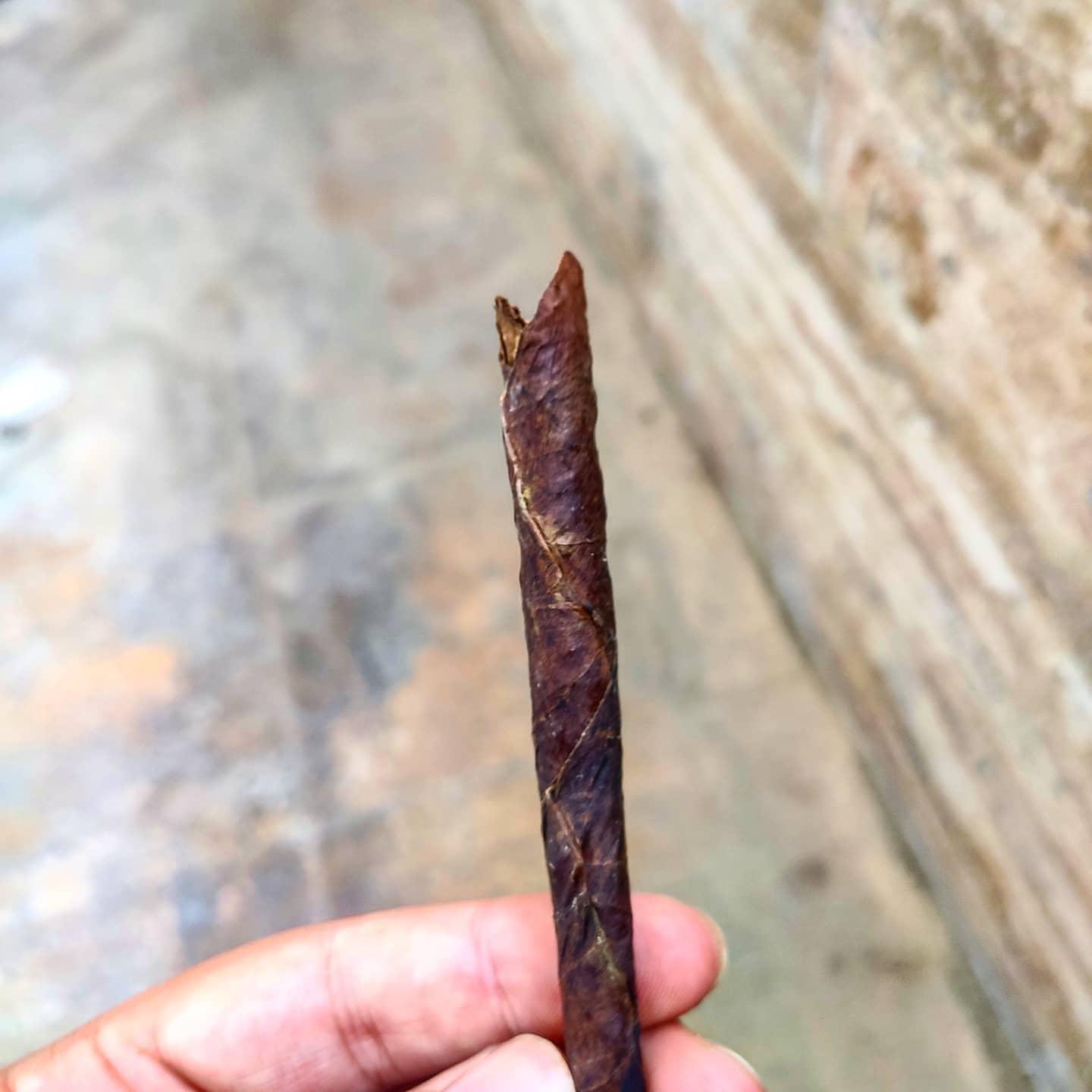 برگ کوبرو وحشی